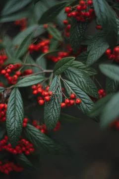 Red berries on a tree Stock Photos