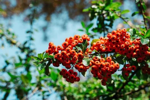 Red berries on a tree Stock Photos