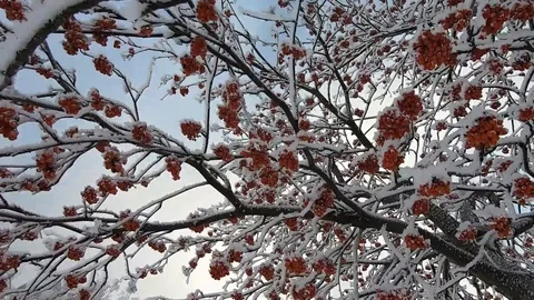 Red berries on a tree in the snow in winter Stock Footage 126491704
