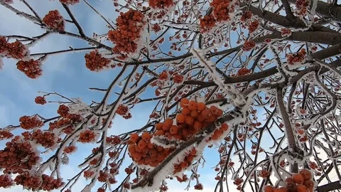 Red berries on a tree in the snow in winter Stock Footage 126491739