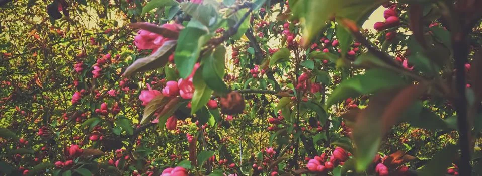 Red berries on tree at sunset in spring Stock Photos