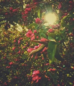 Red berries on tree at sunset in spring Stock Photos