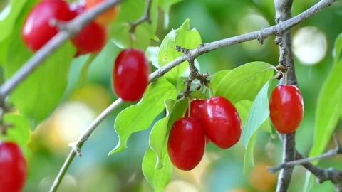 Red berries on tree twig, UHD Stock-Footage 77807631