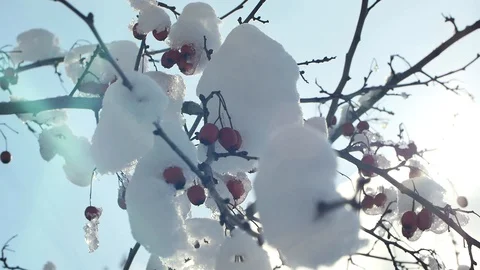 Red berries on a tree under snow, sunlight Stock Footage 127837145