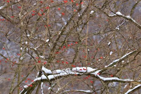 Red berries on trees in winter Stock Photos