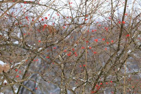 Red berries on trees in winter Stock Photos