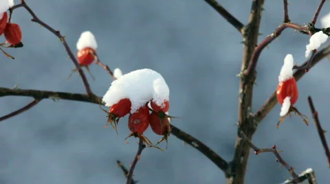 Red berries under snow Stock Footage 622827