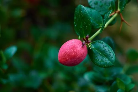 Red berries of the valley with dew drops Stock Photos