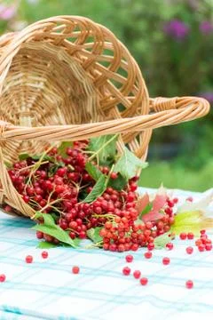Red berries of a viburnum in basket Stock Photos
