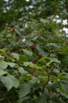 Red berries on a vine Stock Photos