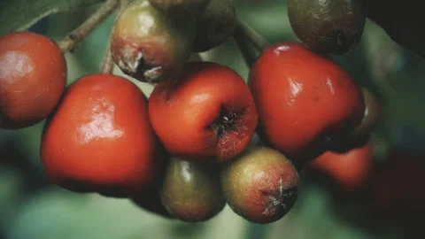 Red berries vintage colour pull look close up stock footage Stock Footage 344727616