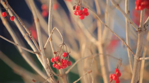 Red berries in winter 库存影片 36411390