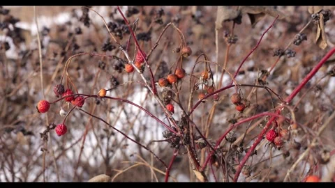 Red berries in winter 库存影片 297405640