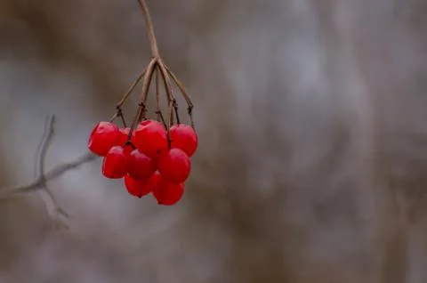 Red berries winter Stock Photos