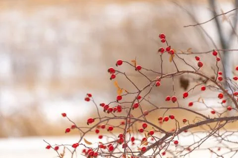 Red berries in winter Stock Photos