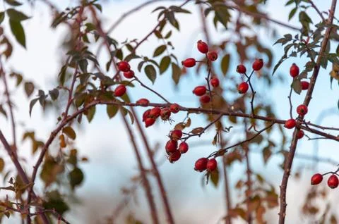 Red berries in winter Foto stock