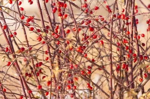 Red berries in winter Stock Photos