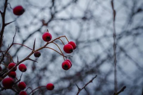 Red berries in winter Stock Photos