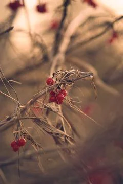 Red Berries in winter Stock Photos