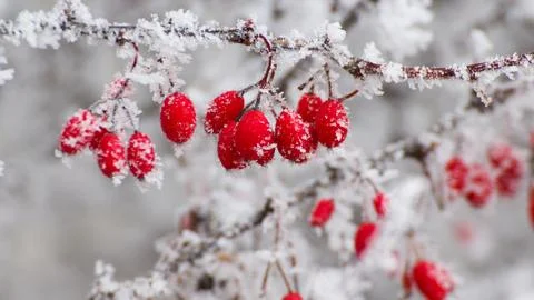 Red berries in the winter Stock Photos
