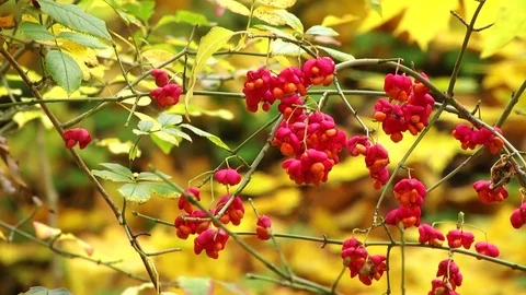 Red berries in the woods Stock Footage 82827941