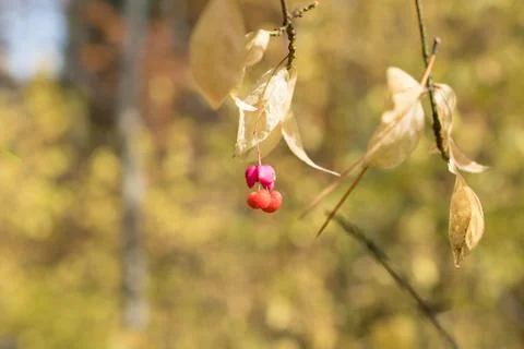 Red berries on a yellow background Stock Photos