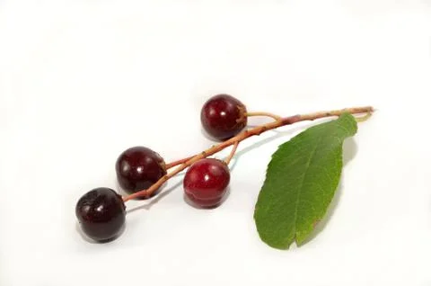 Red berry and a leaf Stock Photos