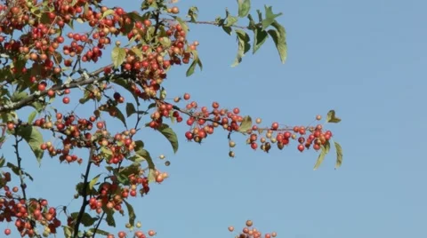 Red Berry Autumn Tree Stock Footage 46227536