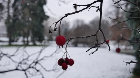 Red berry for birds in winter 4K Stock Footage