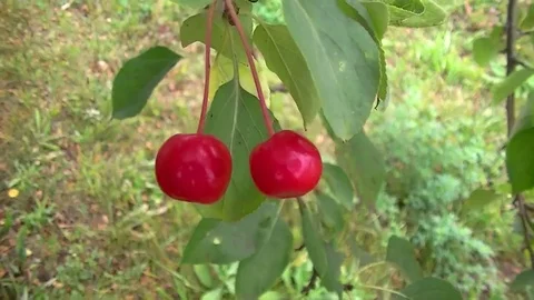 Red berry on a branch Stock Footage 79684627