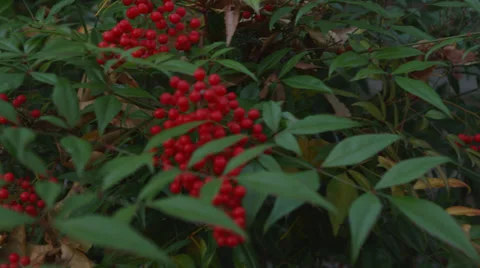 Red Berry Bush B Roll Stock Footage 25208053