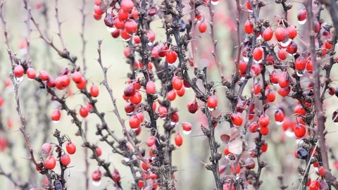 Red berry bush in the cold winter in Wroclaw - Pan from left Stock Footage 126824063