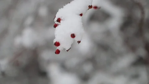 Red Berry Bush in Winter Stock Footage 129714376