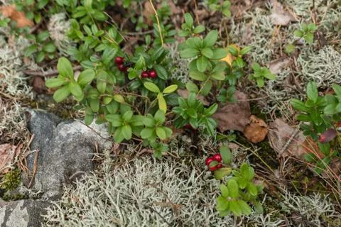 Red berry close up in forest Stock Photos