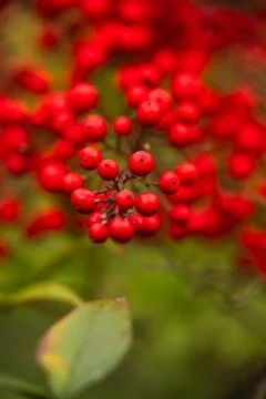 Red Berry Cluster with Green Leaf and Soft Focus Stock Photos
