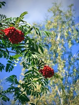 Red berry clusters on leafy branches against a bright blue summer sky 스톡 사진