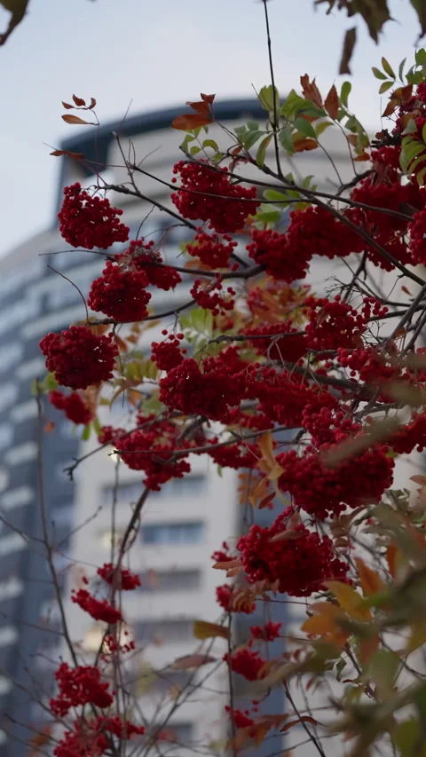 Red berry clusters on slender branches in the foreground, set against a blurred Stock Footage 329554996
