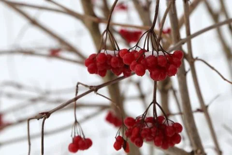 Red berry in the cold Stock Photos