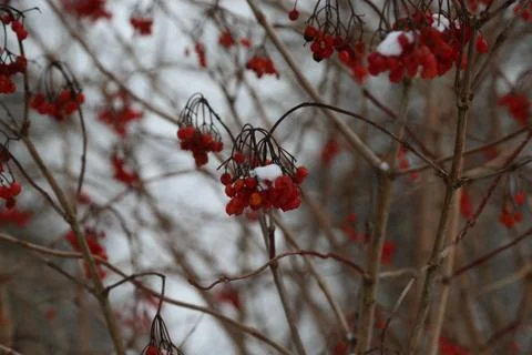 Red berry in the cold Stock-Fotos