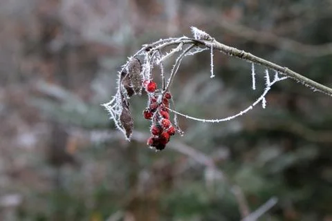 Red berry in the cold Foto stock