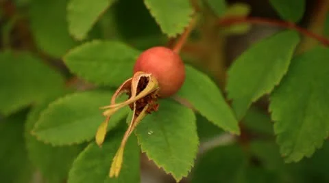 Red berry Stock Footage 10750332