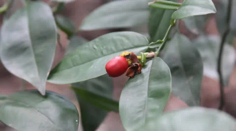 Red berry Video stock 22606686