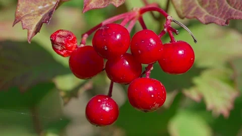 Red berry Stock Footage 318226733