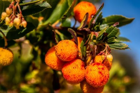 Red berry fruit of Cane Apple Arbutus Unedo Stock Photos
