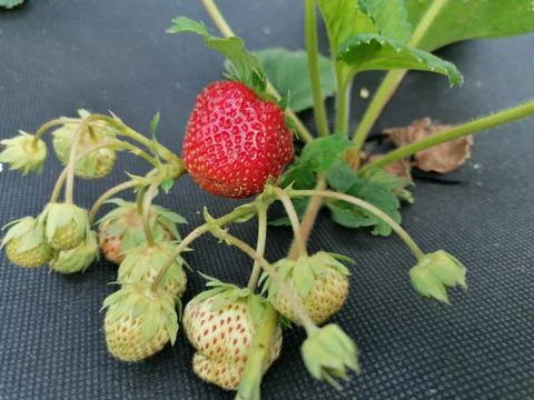 Red berry, garden strawberry on a bush Stock Photos