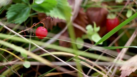 Red berry on green grass with falling leaves Stock Footage 81272564