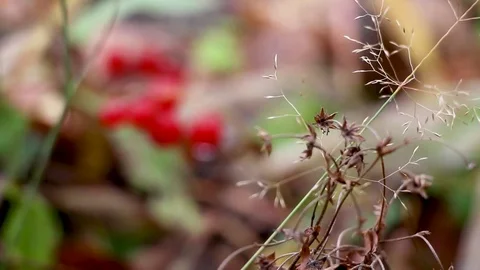 Red berry on green grass Stock Footage 81272818