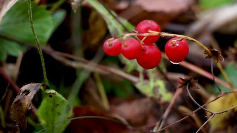 Red berry on green grass Stock Footage 81272851
