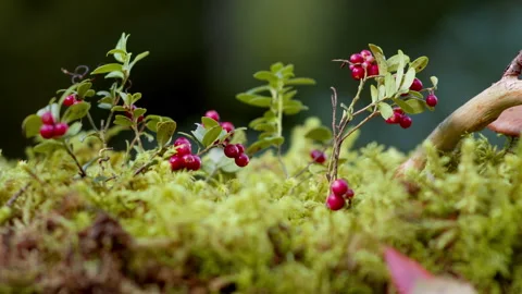 Red berry lingonberry grows in the forest. Cowberry harvest. Stock Footage 219328120