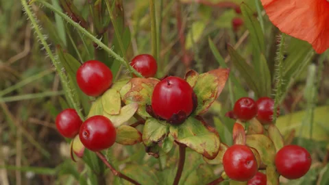 Red berry in macro close up stock footage Stock Footage 344787448